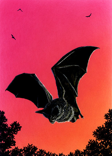 Bat-copy